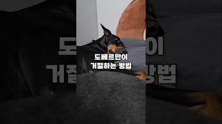 도베르만이 거절하는 방법 #doberman #강아지 #도베르만 #카네코르소 #canecorso