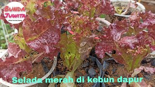 Update penghuni kebun dapur