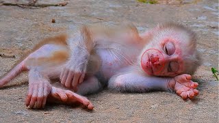 Primate monkey.../Please loves cute baby monkey.../Beautiful life baby.../Nice clip.../Netflix 168