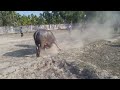 আমার দেখা সেরা মহিষের লড়াই the best buffalo fight ever i seen aminbd মহিষেরলড়াই