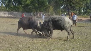 আমার দেখা সেরা মহিষের লড়াই || The best buffalo fight ever I seen #aminbd #মহিষেরলড়াই