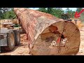 Cara wheel loader menurunkan kayu besar dari logging truck