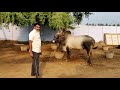 kangayam stud bull panikampatti wonderful moments