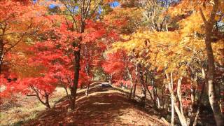 隠れた紅葉の名所 タカドヤ湿地 2016 愛知県豊田市