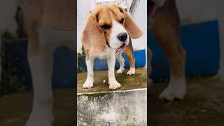 എന്തോ തകരാറുണ്ട് #funny #viral #shorts #comedy #dog #doglover #beagle #malayalam #trending