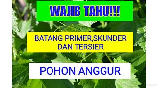 Cara singkat proses pembentukan batang sekunder dan tersier pohon anggur