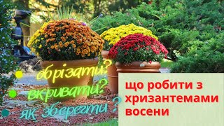 Що робити з хризантемами восени. Мультифлори коли обрізати