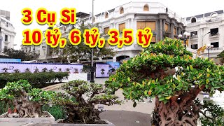 Triển lãm Ninh Hiệp, chọn lọc những cây si đẹp nhất, cây tiền tỷ