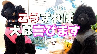 【犬が喜ぶ褒め方】こうすれば愛犬と仲良くなれる！しつけ教室の先生にお聞きしました！