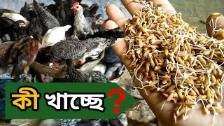 ফিড ছাড়া মুরগি পালন । ফিডের বিকল্প খাবার । আমি মুরগি কে এসব কি খাওয়াচ্ছি ।