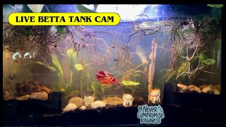 Live Aquarium🐟Tangerine Koi Betta, shrimps🦐 Trumpet Snails🐌Fish Tank Cam🐠No sound Relaxing video