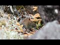 very small and cute baby pika 2. a wild mouse will also appear