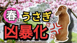 【注意報】春はうさぎが凶暴化します【なぜ？】