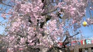 Cherry blossoms on canal 川崎 宿河原・二ヶ領用水の桜