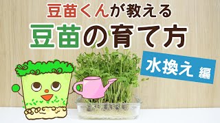 How to regrow pea sprouts.【Point at the changing water of  pea sprouts.】