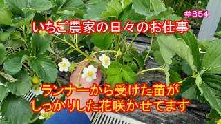 ランナーから受けた苗がしっかりした花咲かせてます　いちご農家の日々のお仕事　＃８５４