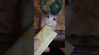 今日のハムスター🐹ハムハムピューレを食べるハルちゃん 😊#ハムスター