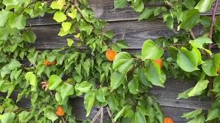 Ken's Weekly Tips - 19th July | Do Apricots grow in England?