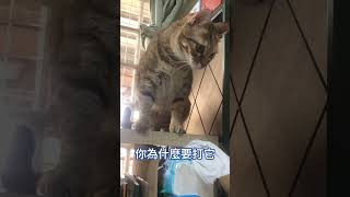 【MiuMiu貓阿姨之日常】紅豆包？豆沙包？打沙包 #貓  #貓咪日常