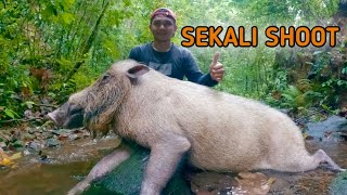 Berburu Babi Hutan || Sekali Shoot Langsung KO.