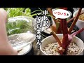 あの園芸動画をマネしたら…【観葉植物】