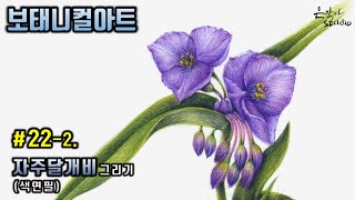 [Flower Draw/Botanical Art] #22-2. Spiderwort colored pencil drawing (Flower Drawing Lesson)