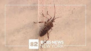 Pest control experts offer tips on how to keep creepy crawlers and critters out of homes