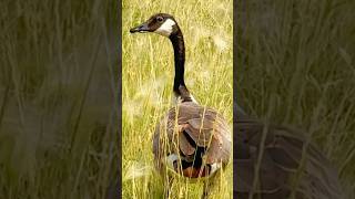 🔥What beautiful Canada goose 多么美丽的加拿大雁吃草，羽毛非常漂亮🔥So lovely🌹卡尔加里市 #Canadagoose #wildanimals #shorts