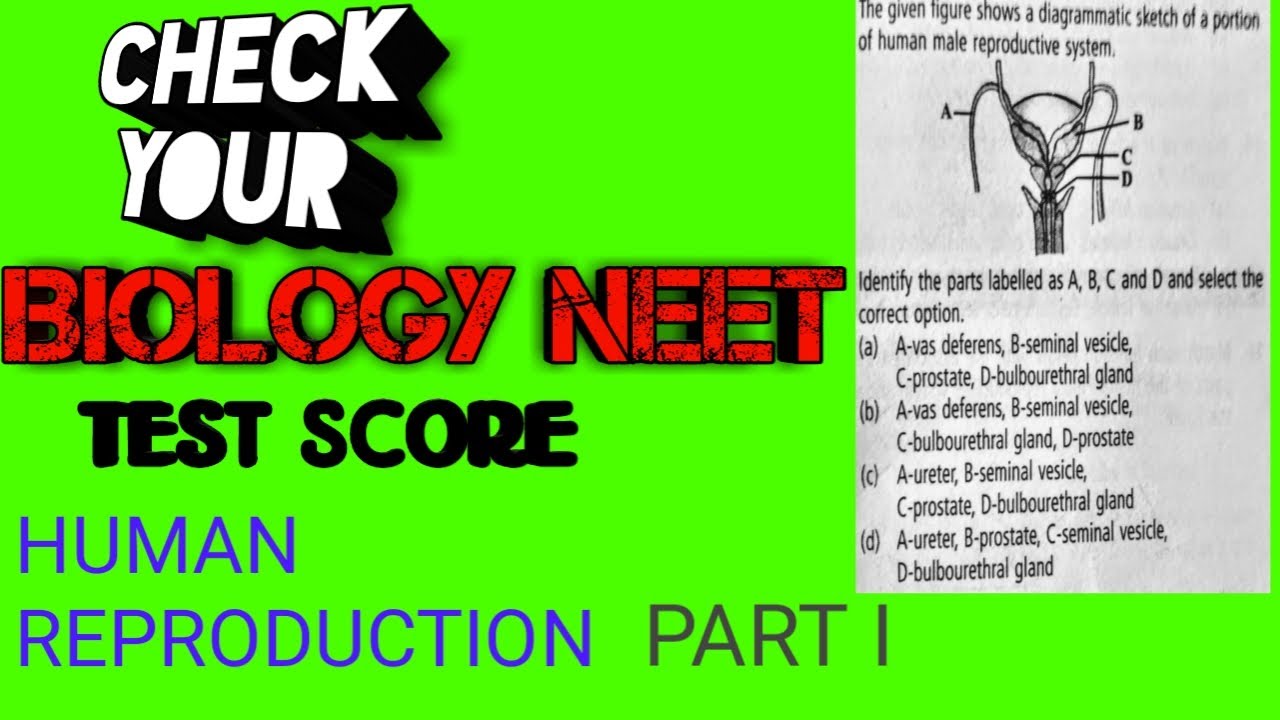 NEET FOR TEEN BIOLOGY CLASS 12 CHAPTER 3 HUMAN REPRODUCTION NEET MCQ's ...