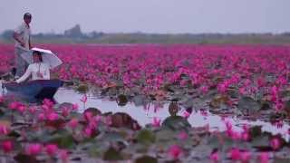 ทะเลบัวแดง -The Red Lotus Sea, The Isan Project ft. Errol Reid - Beautiful Heart