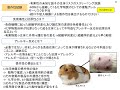 3. 生物学的安全性評価（jis t 0993 1改正に伴う内容）ⅱ. 審査ポイント　3. 生物学的安全性評価試験について （令和3年度 認証基準該当性の考え方等に関する説明会）