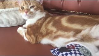 【Cat wanting you to massage】ねぇねぇ背中マッサージしてニャ～