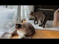 ストーブの前から動かない猫