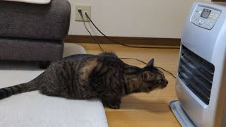 ストーブの前から動かない猫