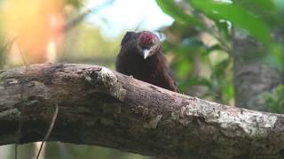 ノグチゲラ（1）営巣・巣立ち雛への給餌（沖縄・国頭村比地） - Okinawa Woodpecker - Wild Bird - 野鳥 動画図鑑