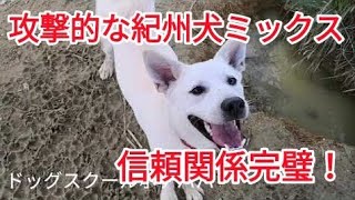 【攻撃的な紀州犬ミックス】その後････最後はドロドロ