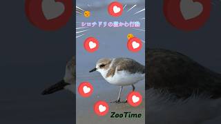 【野鳥少年ハル】シロチドリの激かわ行動 #shorts #野鳥