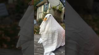 She haunts my house😭🦆 #Ducks #Ghosts #Halloween #Pets #Animlas #HauntedPlaces #FarmAnimals