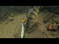 Big Perch Eat Pike?! Best Pike and Perch Attacks Under Water