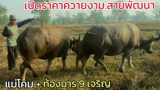 เปิดราคาควาย🚩แม่โคม+ท้องมาร 3 ตัวสวยๆ 0819022219🐃ThailandBuffalo