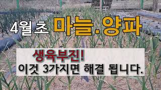 4월 초 마늘 양파 생육 부진 이것 3가지면 해결 됩니다. #주말농장 마늘 양파 가꾸기