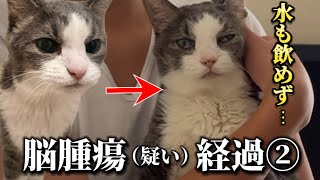 脳腫瘍疑いの18歳老猫まちゃこ、水すら飲めなくなり病院へ【元野良猫】