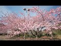 静岡 伊豆 井田の河津桜2025【自然音・4k】