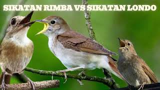 MASTERAN BURUNG SIKATAN RIMBA SIKATAN RIMBA #masteranmuraibatufullisian #burungmasteran