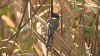 大町自然観察園の野鳥　２０１４年１１月　Birds of Omachi nature park.