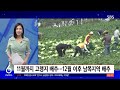 올해 김장 비용 걱정 안 해도 된다…배추 값 영향 sbs 친절한 경제