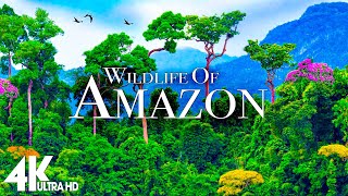 Amazon Wildlife In 4K - Animals That Call The Jungle Home | Amazon Rainforest | Relaxation Film