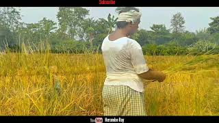 আঘোণৰ সোণোৱালী পথাৰ।।RICE CULTIVATION||ধান খেতি।। 2018