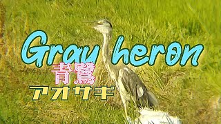 Gray heron アオサギ 青鷺