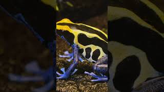 Meet the Deadly Poison Dart Frog! 🐸💀 #shorts  #wildlifefacts #PoisonDartFrog